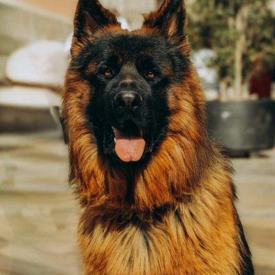 German Shepherd Puppy / Adult - Red and Black