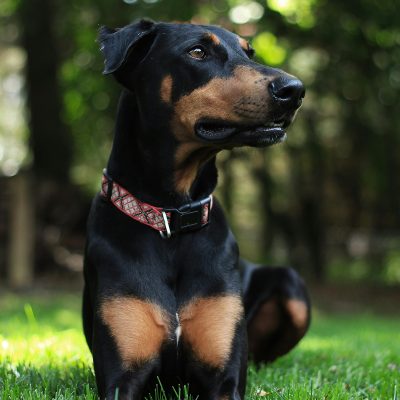 European Doberman Puppy