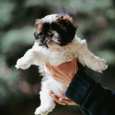 Shih Tzu Puppy/Adults | Tri Color Puppy/Adult