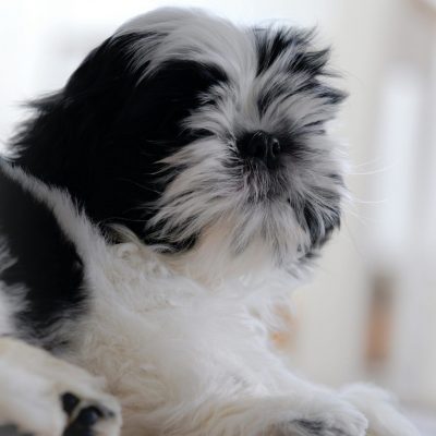 Shih Tzu Puppy /adult - Black & white Color