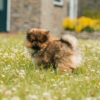 Buy Culture Pom Puppy - Elite Teddy Bear Face Pup