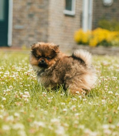 Buy Culture Pom Puppy - Elite Teddy Bear Face Pup