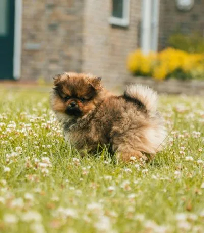 Buy Culture Pom Puppy - Elite Teddy Bear Face Pup