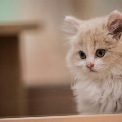 Persian Cat Kitten/Adult - Doll Face