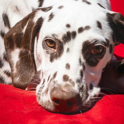 Buy Liver Brown Dalmatian Puppy - Rare Chocolate Spotted Pup