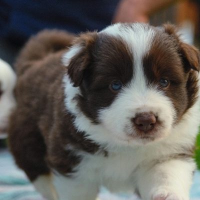 Border Collie Puppy