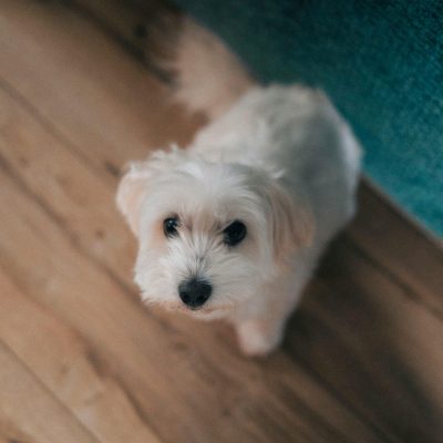 Maltese Dog Price Bhopal - Pure White Silky Puppy for Sale