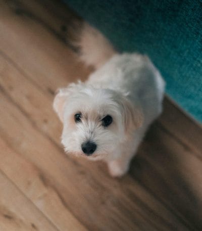 Maltese Dog Price Bhopal - Pure White Silky Puppy for Sale