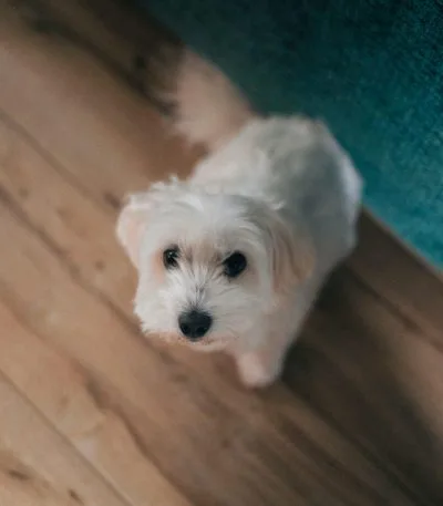 Maltese Dog Price Bhopal - Pure White Silky Puppy for Sale