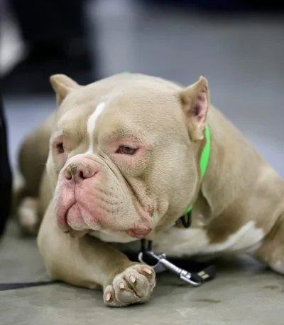 American Bully Standard Size Puppy