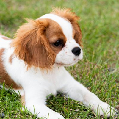 Cavalier King Charles Spaniel Puppy