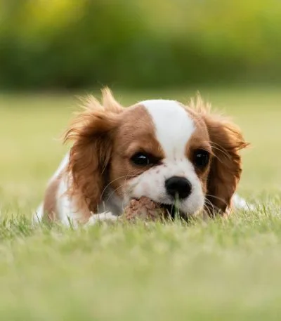 Buy Cavalier King Charles Spaniel Puppy - Gentle Royal Toy Dog