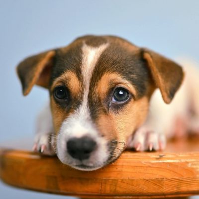 Jack Russell Terrier Puppy / Adults | Black & Brown