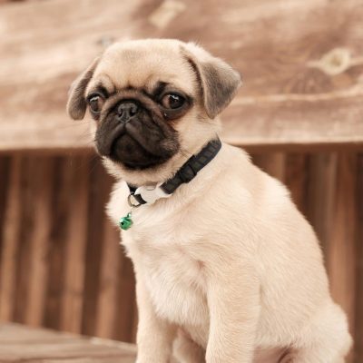 Pug Price in Bhopal - Fawn Color Puppy with Black Mask