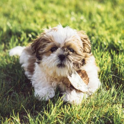 Shih Tzu Price in Bhopal - Gold and White Puppy for Sale