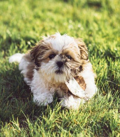 Shih Tzu Price in Bhopal - Gold and White Puppy for Sale