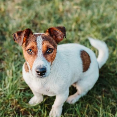 Jack Russell Terrier Puppy