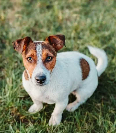 Jack Russell Terrier Puppy