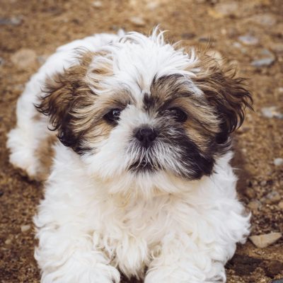 Shih Tzu Puppy/Adult | Gold & white