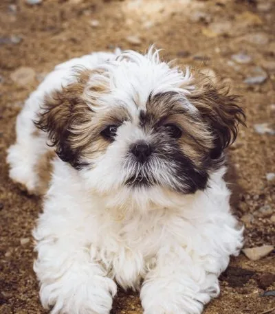 Shih Tzu Puppy/Adult | Gold & white