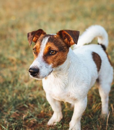 Buy Jack Russell Terrier Puppy - Energetic Black and Brown Pup