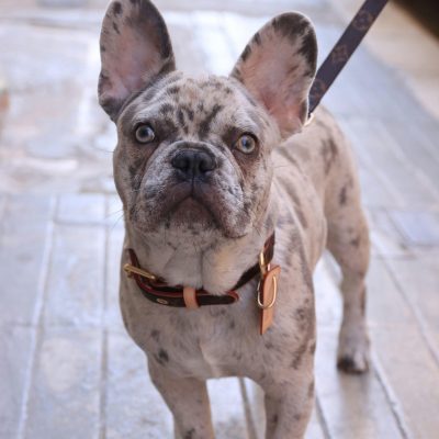 French Bulldog Price in Bhopal - Rare Merle Puppy with Blue Eyes
