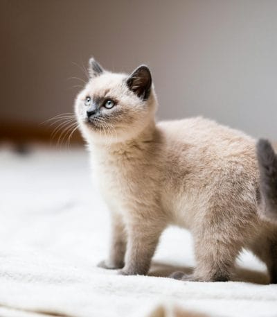 Buy Siamese Kitten Online - Seal Point Pup with Blue Eyes