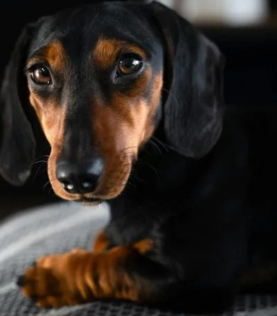 Buy Black and Tan Dachshund Puppy - Classic Sleek Sausage Dog