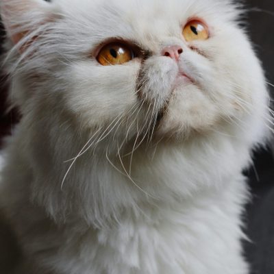 Persian Cat Kitten/Adult - Punch Face