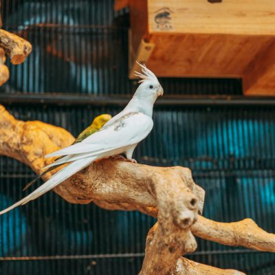 Buy Albino Cockatiel Pair - Pure Snow White Bird with Red Eyes