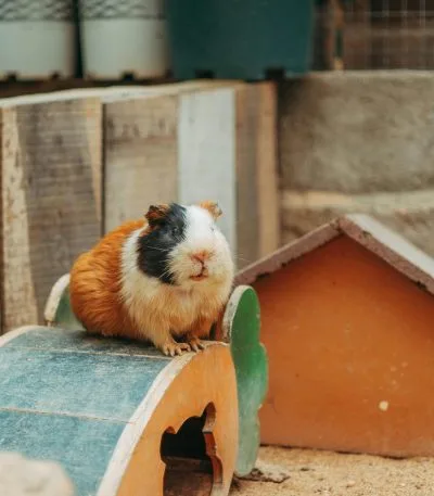 Guinea Pig Pair Price In Bhopal | Healthy Guinea Pig Pairs | Buy MP