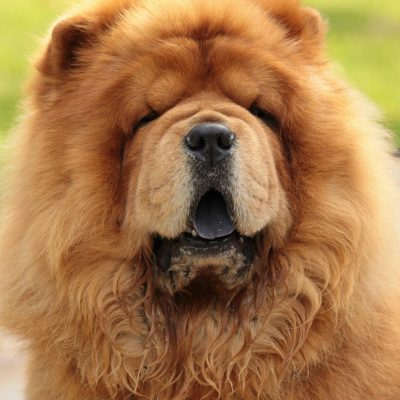 Buy Red Chow Chow Puppy - Classic Deep Red Lion Dog