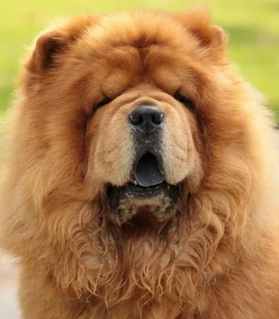 Buy Red Chow Chow Puppy - Classic Deep Red Lion Dog