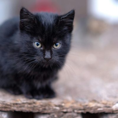 Bombay Cat Kitten/Adult