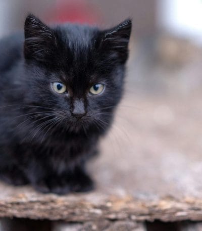 Bombay Cat Kitten/Adult