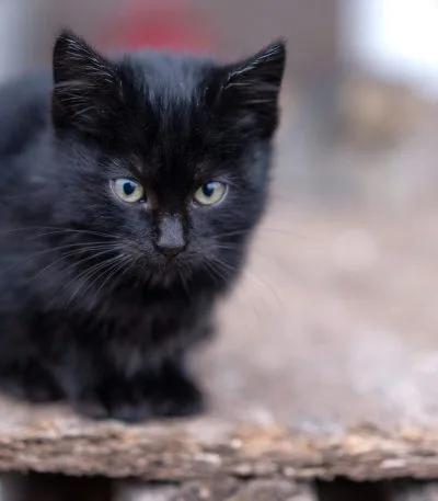 Bombay Cat Kitten/Adult