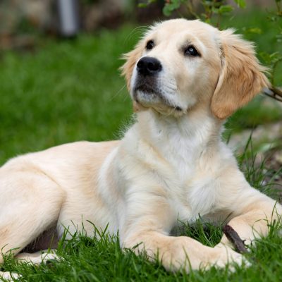Golden Retriever Puppy /Adult | Cream Color