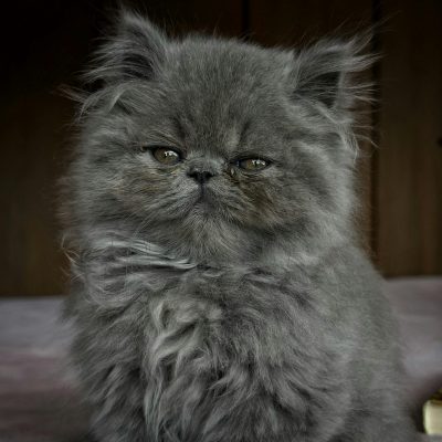 Persian Cat Kitten/Adult - Doll Face