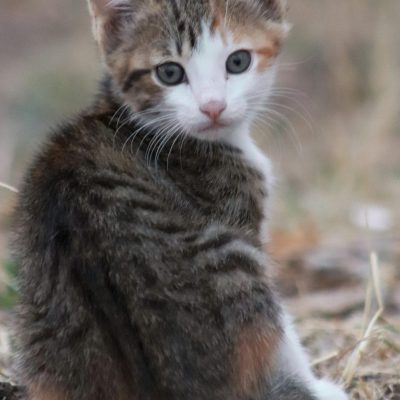 Buy Exotic Shorthair Kitten - Plush Flat-Face Teddy Bear Cat