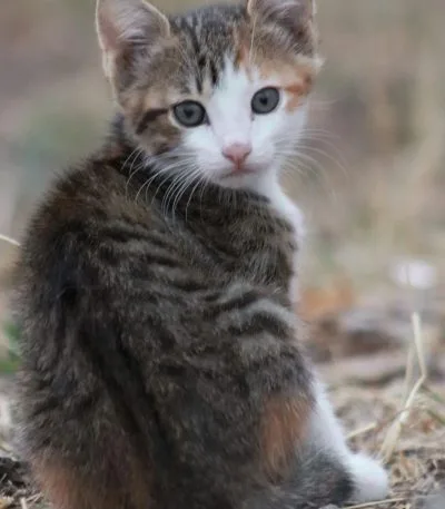 Buy Exotic Shorthair Kitten - Plush Flat-Face Teddy Bear Cat