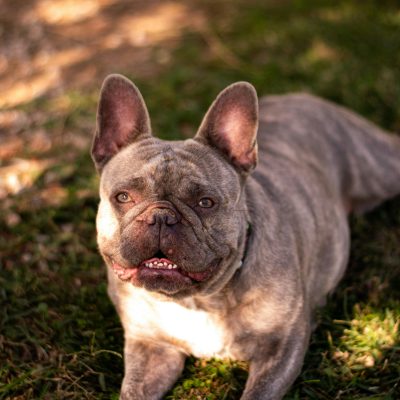 French Bulldog Puppy / Adult | Brindle Color