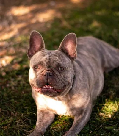 French Bulldog Puppy / Adult | Brindle Color