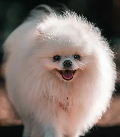 Pomeranian puppy /adult | White Color