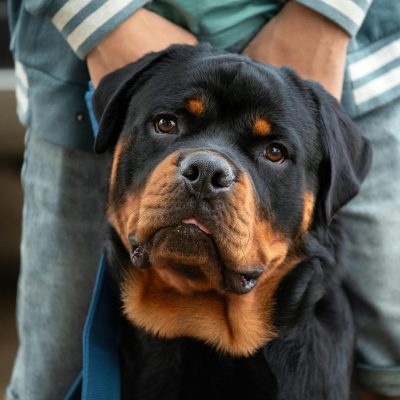 Rottweiler Puppy