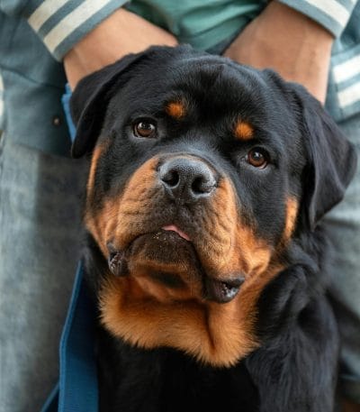 Rottweiler Puppy