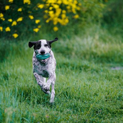 Great Dane Puppy /Adult | Black & White Color