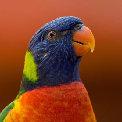 Rainbow Lorikeet