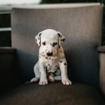 Buy Dalmatian Puppy Online - Classic White and Black Spotted Pup