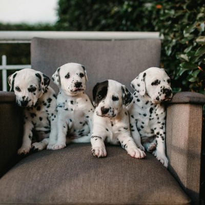 Dalmatian Puppy / Adults | White & Black