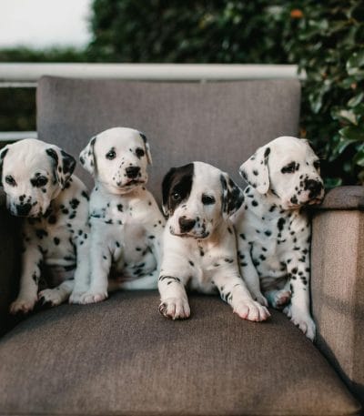 Dalmatian Puppy / Adults | White & Black
